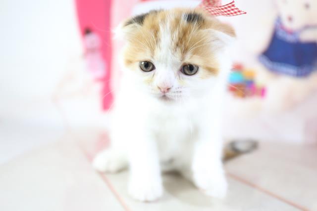 スコティッシュフォールドの子猫 メス 長崎浜町店 ペットショップcoo Riku