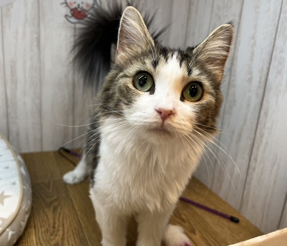 ノルウェージャン・フォレストキャット