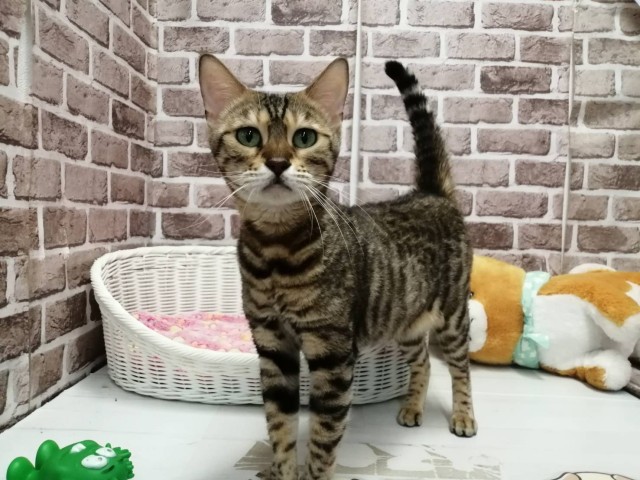 ベンガル