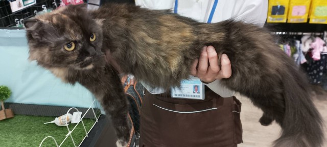 スコティッシュフォールド