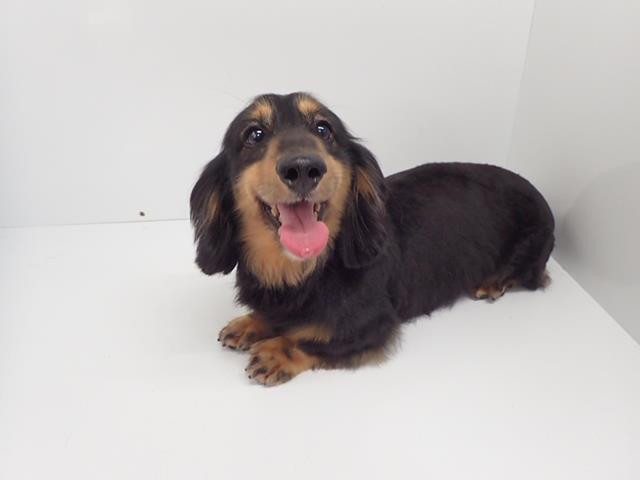 ミニチュア・ダックスフンド