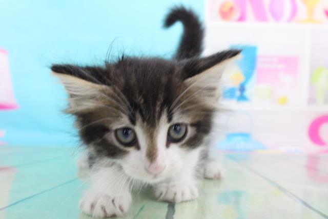 ノルウェージャン フォレストキャットの子猫 オス 所沢店 ペットショップcoo Riku