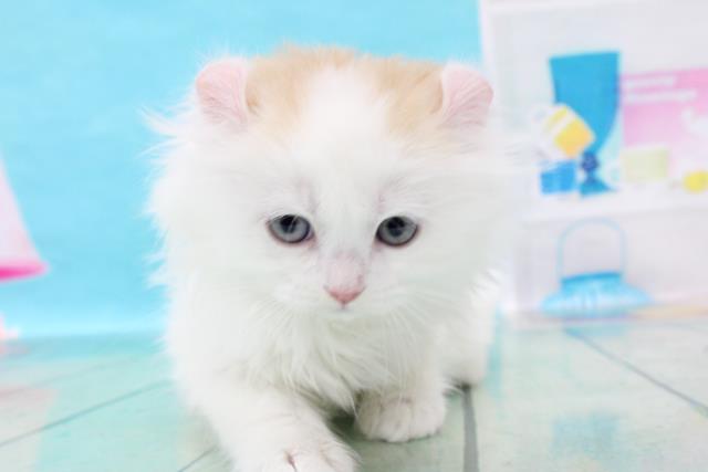 釧路店のご案内 釧路市入江町 ペットショップcoo Riku