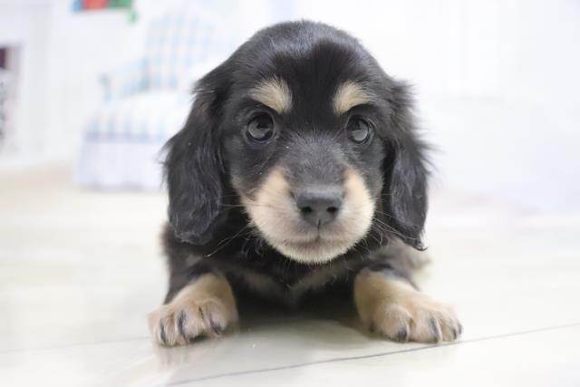 ミニチュア ダックスフンドの子犬 オス 出雲店 ペットショップcoo Riku ミニチュア ダックスフンドの子犬 オス 出雲店 ペットショップcoo Riku