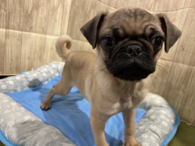 パグの子犬 オス 日吉店 ペットショップcoo Riku パグの子犬 オス 日吉店 ペットショップcoo Riku