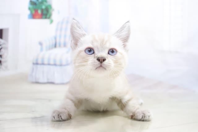 アメリカンショートヘアーの子猫 オス 所沢店 ペットショップcoo Riku アメリカンショートヘアーの子猫 オス 所沢店 ペットショップcoo Riku