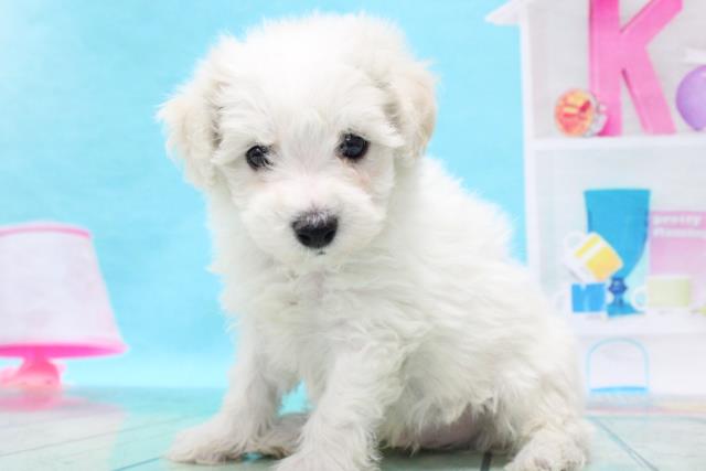 3dで見る ペットショップcoo Riku