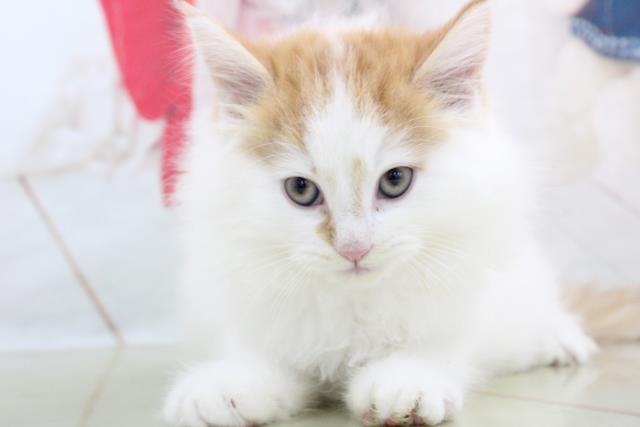 ノルウェージャン フォレストキャットの子猫 メス 山形店 ペットショップcoo Riku