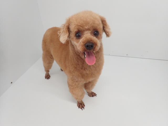 トイ・プードル