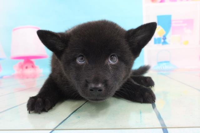 甲斐犬の子犬 オス 宇都宮店 ペットショップcoo Riku 甲斐犬の子犬 オス 宇都宮店 ペットショップcoo Riku