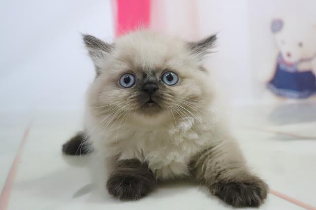 ヒマラヤンの子猫 メス 長浜店 ペットショップcoo Riku ヒマラヤンの子猫 メス 長浜店 ペットショップcoo Riku