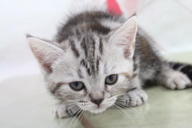 アメリカンショートヘアーの子猫 メス 札幌西店 ペットショップcoo Riku アメリカンショートヘアーの子猫 メス 札幌西店 ペットショップcoo Riku