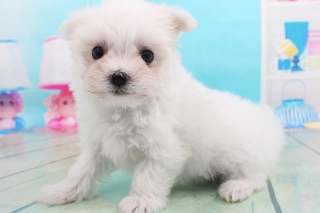 マルチーズの子犬 オス 長岡店 ペットショップcoo Riku マルチーズの子犬 オス 長岡店 ペットショップcoo Riku