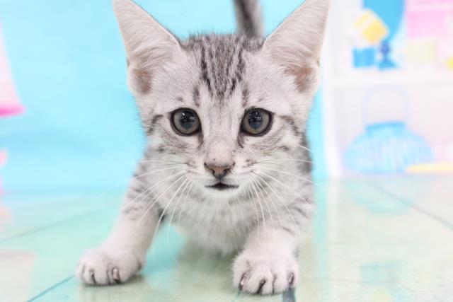 エジプシャンマウの子猫 オス 東船橋店 ペットショップcoo Riku エジプシャンマウの子猫 オス 東船橋店 ペットショップcoo Riku