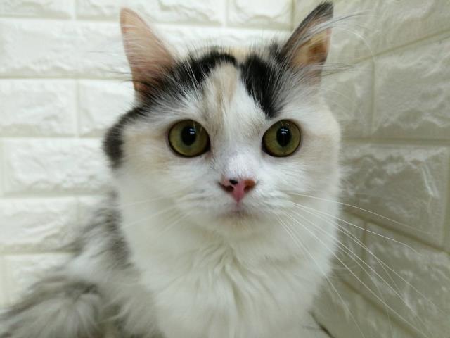 スコティッシュフォールド