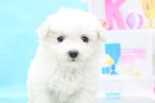 ビション フリーゼの子犬 オス 三木店 ペットショップcoo Riku