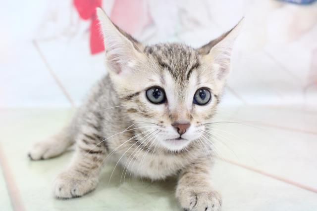 エジプシャンマウの子猫一覧 ペットショップcoo Riku エジプシャンマウの子猫一覧 ペットショップcoo Riku