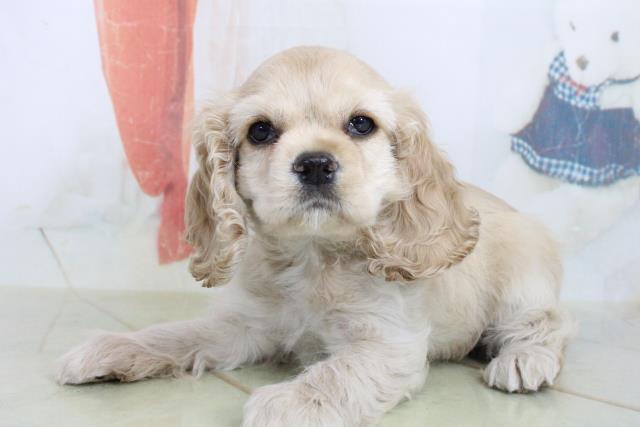 アメリカン コッカースパニエルの子犬 メス 東海岡崎店 ペットショップcoo Riku アメリカン コッカースパニエルの子犬 メス 東海岡崎店 ペットショップcoo Riku