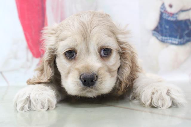 アメリカン コッカースパニエルの子犬 メス フレスポ住吉店 ペットショップcoo Riku アメリカン コッカースパニエルの子犬 メス フレスポ住吉店 ペットショップcoo Riku
