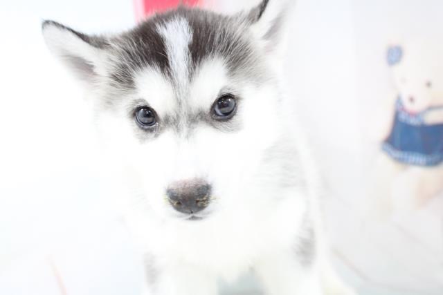 シベリアンハスキーの子犬一覧 ペットショップcoo Riku シベリアンハスキーの子犬一覧 ペットショップcoo Riku