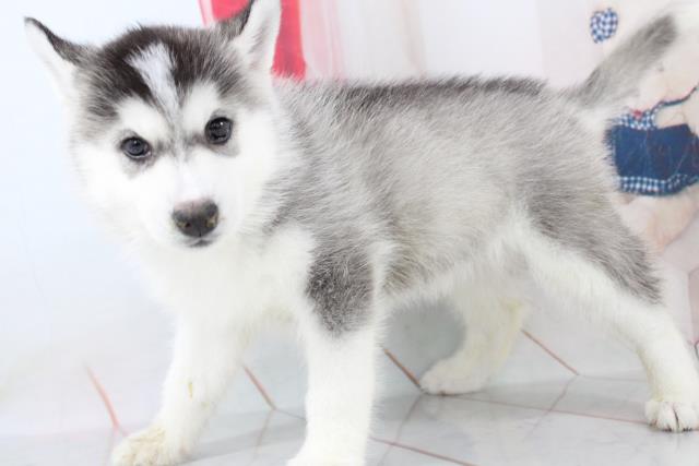 シベリアンハスキーの子犬一覧 ペットショップcoo Riku シベリアンハスキーの子犬一覧 ペットショップcoo Riku