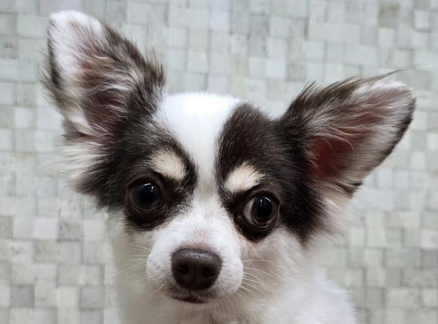 チワワ(ロングコート)