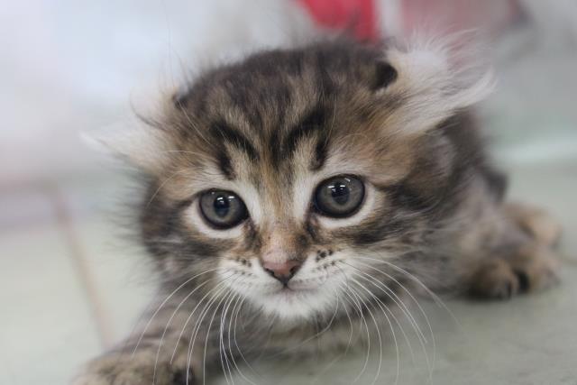 アメリカンカールの子猫（メス♀） イオンタウン古川店｜ペット 