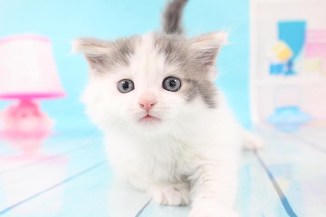 ラガマフィンの子猫 オス 赤坂店 ペットショップcoo Riku ラガマフィンの子猫 オス 赤坂店 ペットショップcoo Riku
