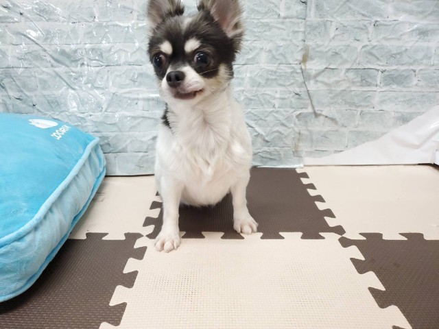 チワワ(ロングコート)