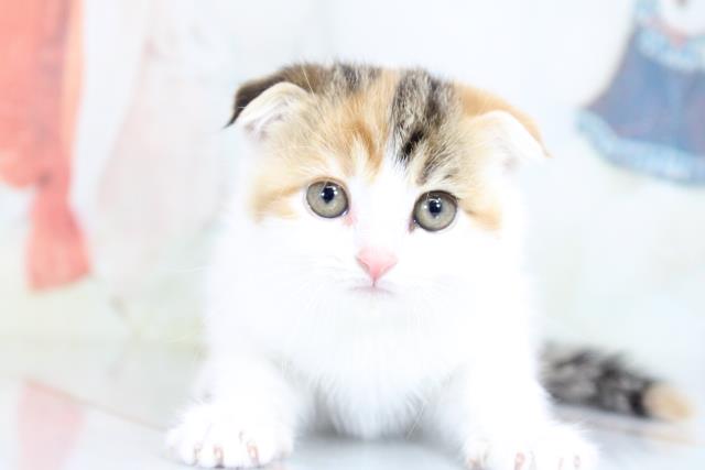 熊本県のスコティッシュフォールド (Coo&RIKU宇土シティモール店/2020年12月16日生まれ/女の子/ブラウンタビーホワイトバン)の子猫