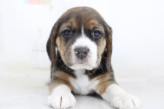 ビーグル 子犬 激安 ビーグル 子犬 激安 ビーグル 子犬 激安 ビーグル 子犬 激安