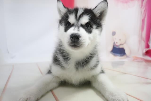 シベリアンハスキーの子犬一覧 ペットショップcoo Riku シベリアンハスキーの子犬一覧 ペットショップcoo Riku