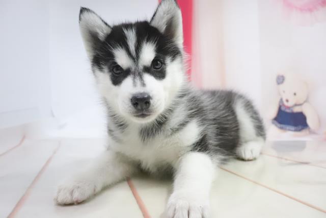 シベリアンハスキーの子犬一覧 ペットショップcoo Riku シベリアンハスキーの子犬一覧 ペットショップcoo Riku