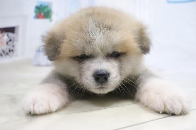 秋田犬の子犬 オス 滋賀草津店 ペットショップcoo Riku 秋田犬の子犬 オス 滋賀草津店 ペットショップcoo Riku