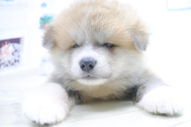秋田犬の子犬 オス 東大阪店 ペットショップcoo Riku 秋田犬の子犬 オス 東大阪店 ペットショップcoo Riku