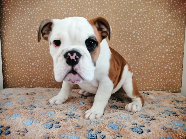 ブルドッグの子犬一覧 ペットショップcoo Riku