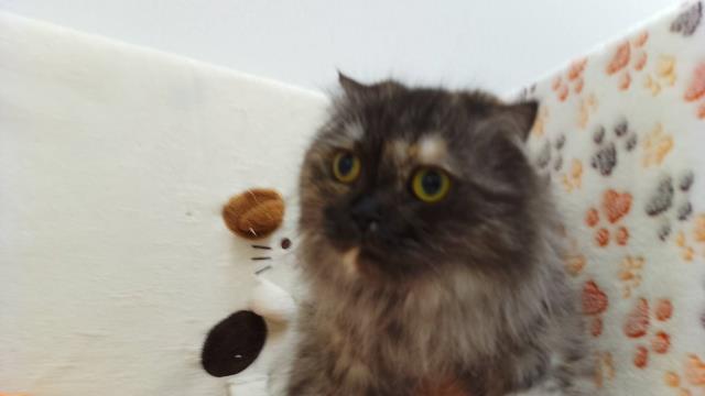 スコティッシュフォールド