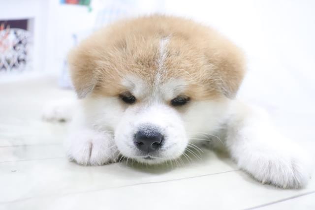 秋田犬の子犬 オス 東大阪店 ペットショップcoo Riku