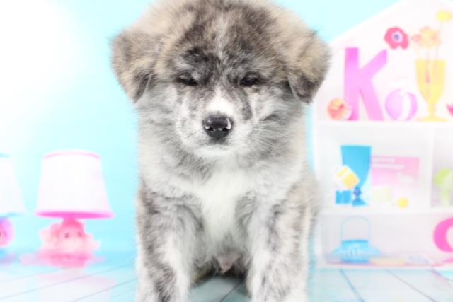 秋田犬の子犬 オス 相模原店 ペットショップcoo Riku