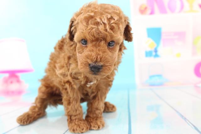 トイ プードルの子犬 オス 青森店 ペットショップcoo Riku