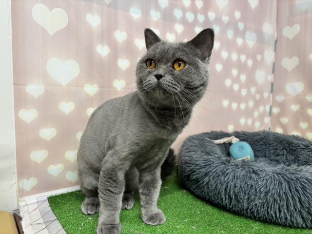 ブリティッシュショートヘアー