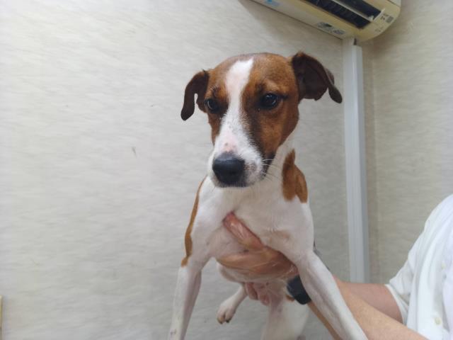 ジャックラッセルテリア