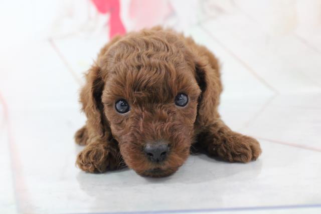 トイ プードルの子犬 メス 長野店 ペットショップcoo Riku トイ プードルの子犬 メス 長野店 ペットショップcoo Riku