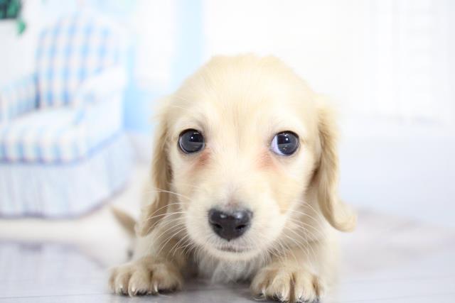ミニチュア ダックスフンドの子犬 オス 綿半可児店 ペットショップcoo Riku ミニチュア ダックスフンドの子犬 オス 綿半可児店 ペットショップcoo Riku