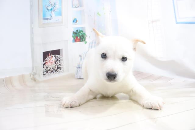 ペットショップCoo＆RIKU  北海道犬