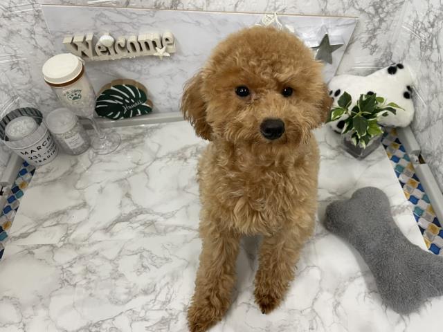 トイ プードルの子犬 メス 札幌西店 ペットショップcoo Riku トイ プードルの子犬 メス 札幌西店 ペットショップcoo Riku