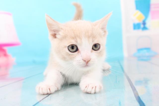 釧路店のご案内 釧路市入江町 ペットショップcoo Riku