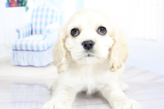 アメリカン コッカースパニエルの子犬 オス 刈谷店 ペットショップcoo Riku アメリカン コッカースパニエルの子犬 オス 刈谷店 ペットショップcoo Riku