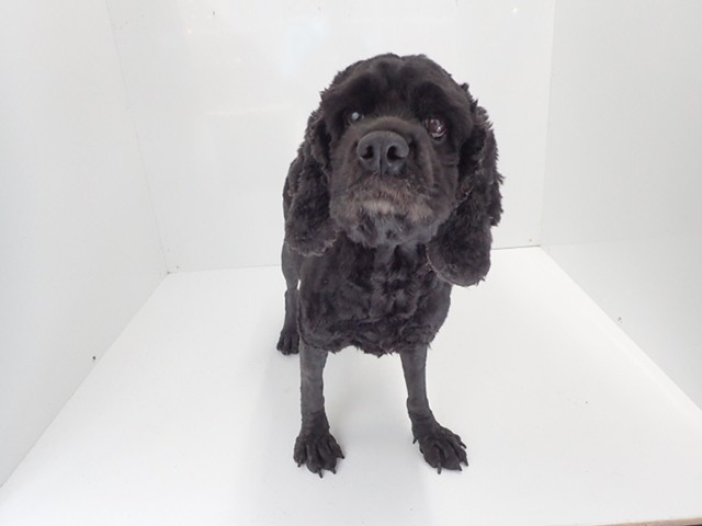 アメリカン・コッカースパニエル