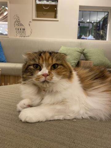 ワンちゃん・ネコちゃん(子犬・子猫)検索結果  ペットショップCoo＆RIKU